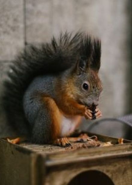 Мини-зоопарк "Джунгли House"